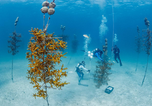 The Power of Volunteering: Exploring Opportunities in Coral Springs, FL