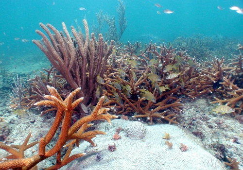 The Crucial Role of Associations in Preserving the Environment in Coral Springs, FL